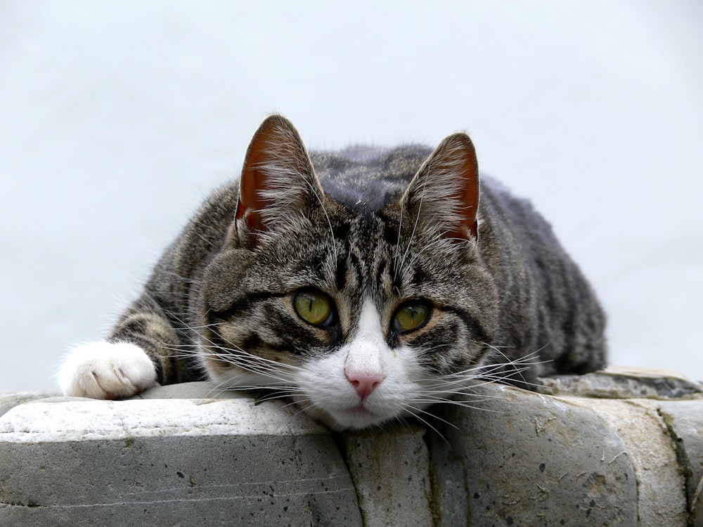 black and white cat