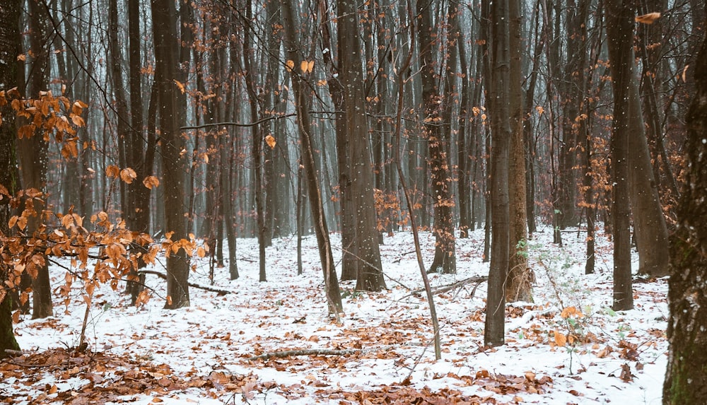 braune Bäume, die mit Schnee bedeckt sind