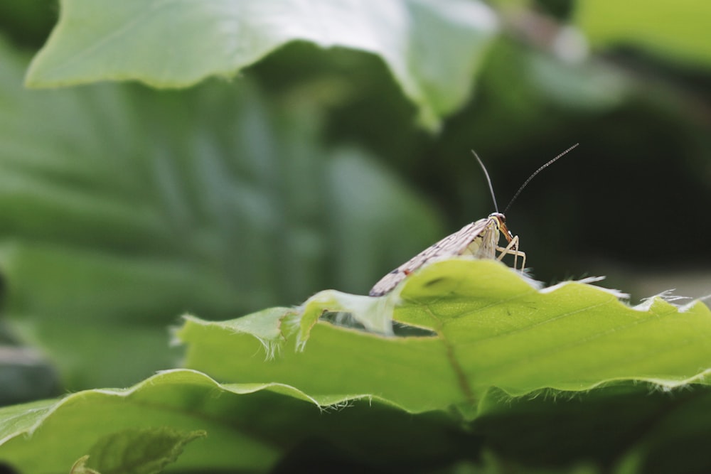 fotografía de enfoque superficial de insecto blanco en la parte superior de la hoja