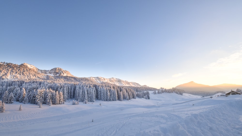 aerial view of forest during winter