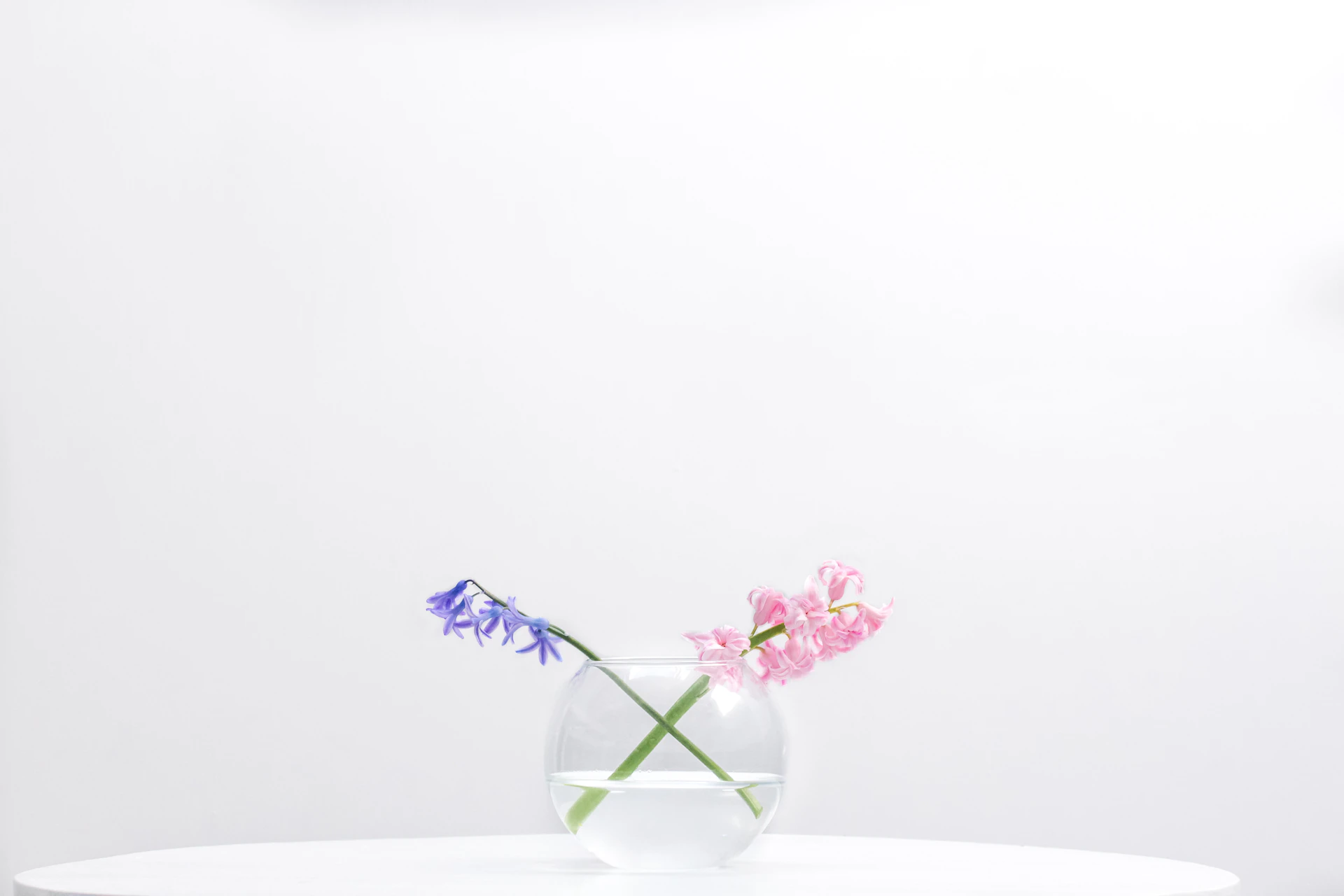 two purple and pink petaled flowers in clear glass bowl