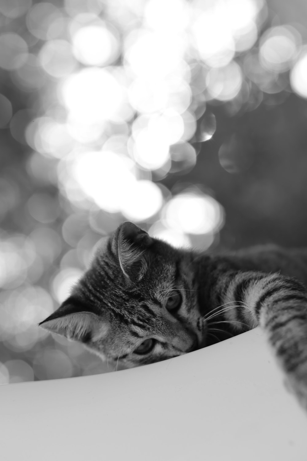 Graustufenfotografie eines getigerten Kätzchens