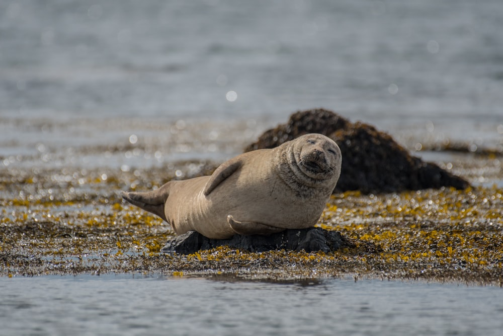 photo of sea lion lying on shoreline during daytime