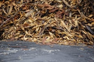 A pile of wood chips neatly collected after stump grinding.