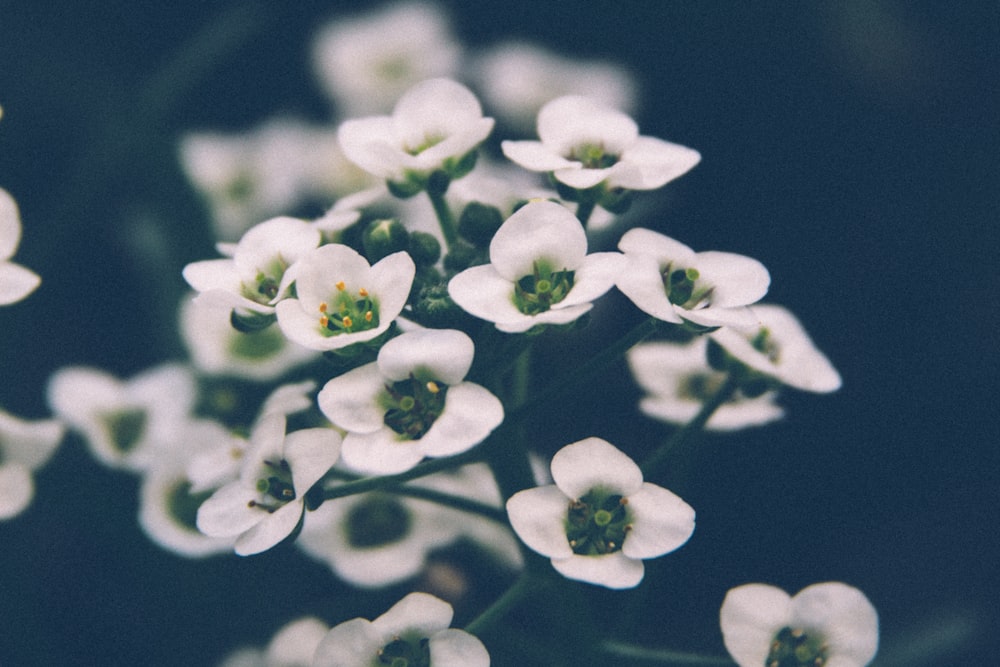 selective focus photography of white petaled flowers