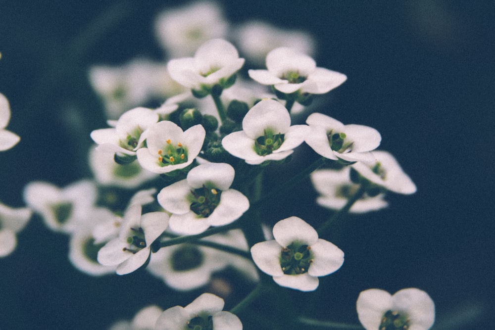 Photographie sélective de fleurs aux pétales blancs