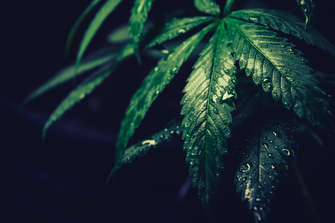 green leafed plant,