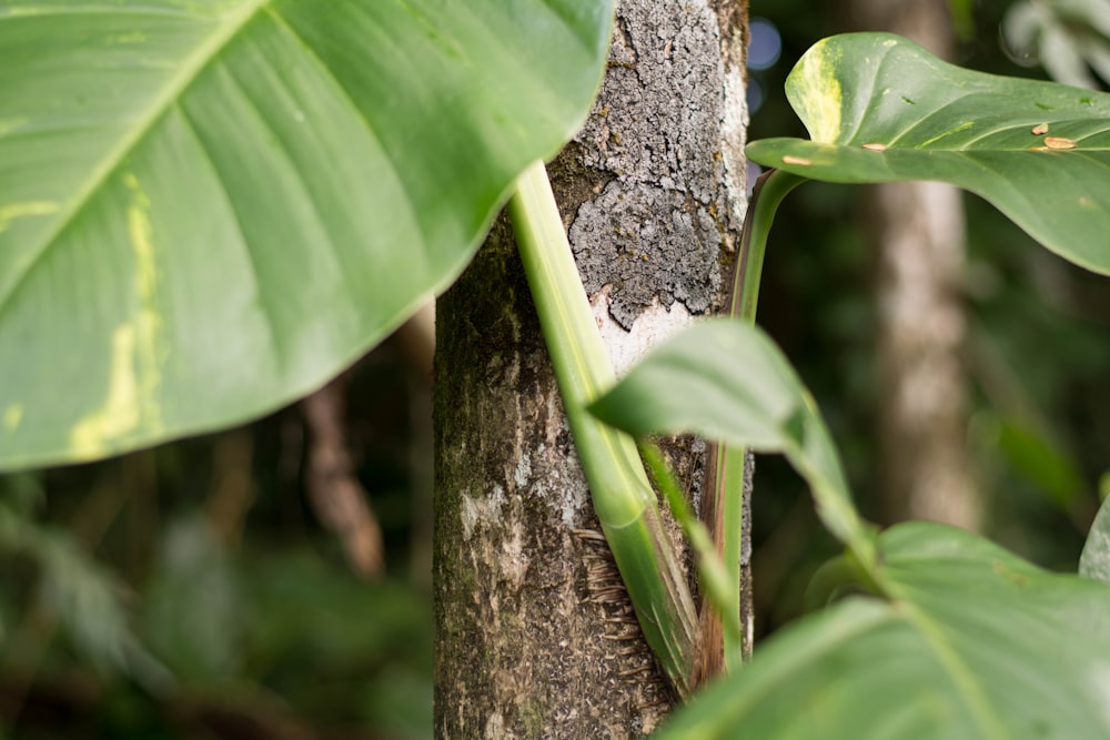 closeup photo of green taro plant