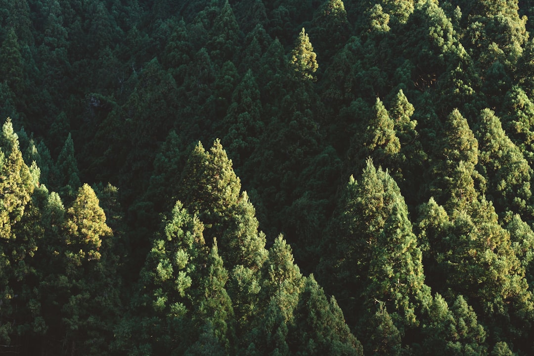 Tropical and subtropical coniferous forests photo spot Mount Kurama Kyoto