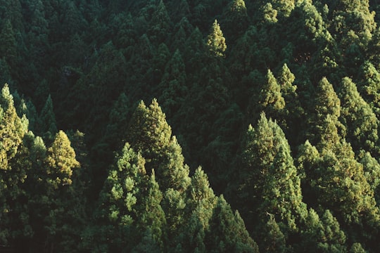 aerial photography of green leafed trees in Mount Kurama Japan