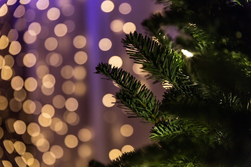 close up photo of green Christmas tree bokeh photography