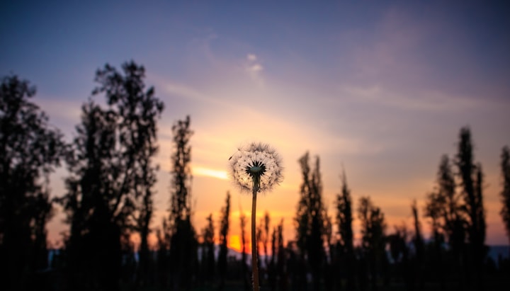 Dandelion