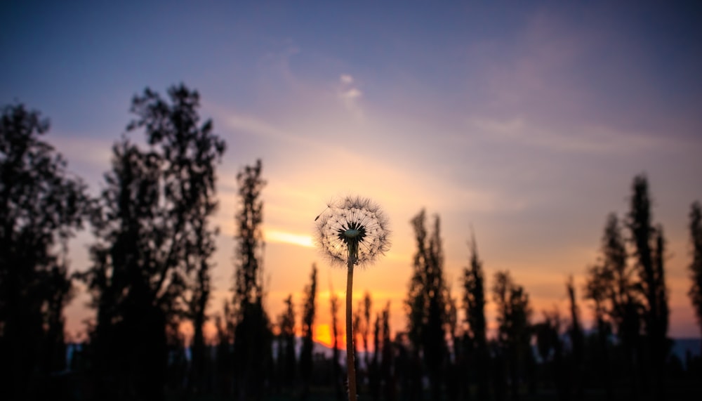 shallow focus photography of dandelion