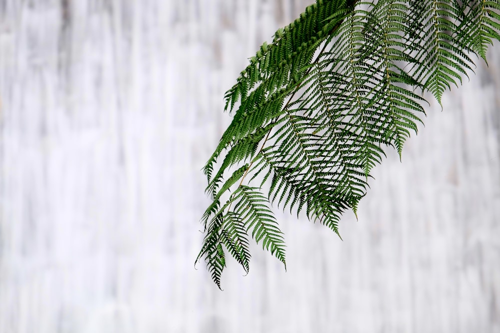 green fern plant closeup photography