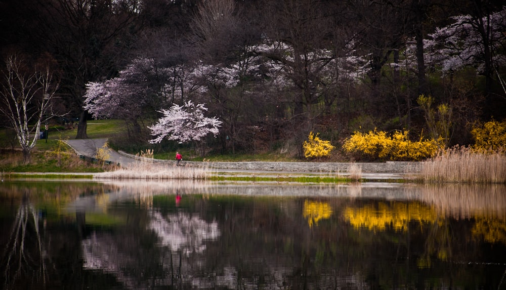 árboles y plantas que se reflejan en el agua