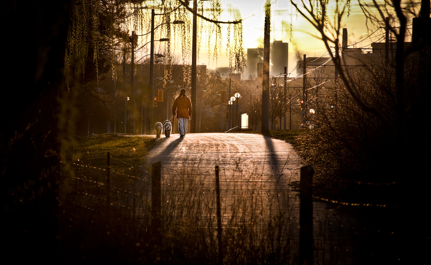 A handler walking calmly with their dogs along a tree-lined path in High Park, Toronto, Canada