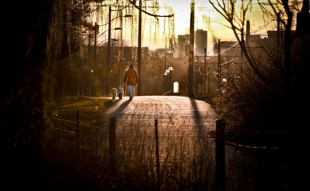 man walking on street with his dogs