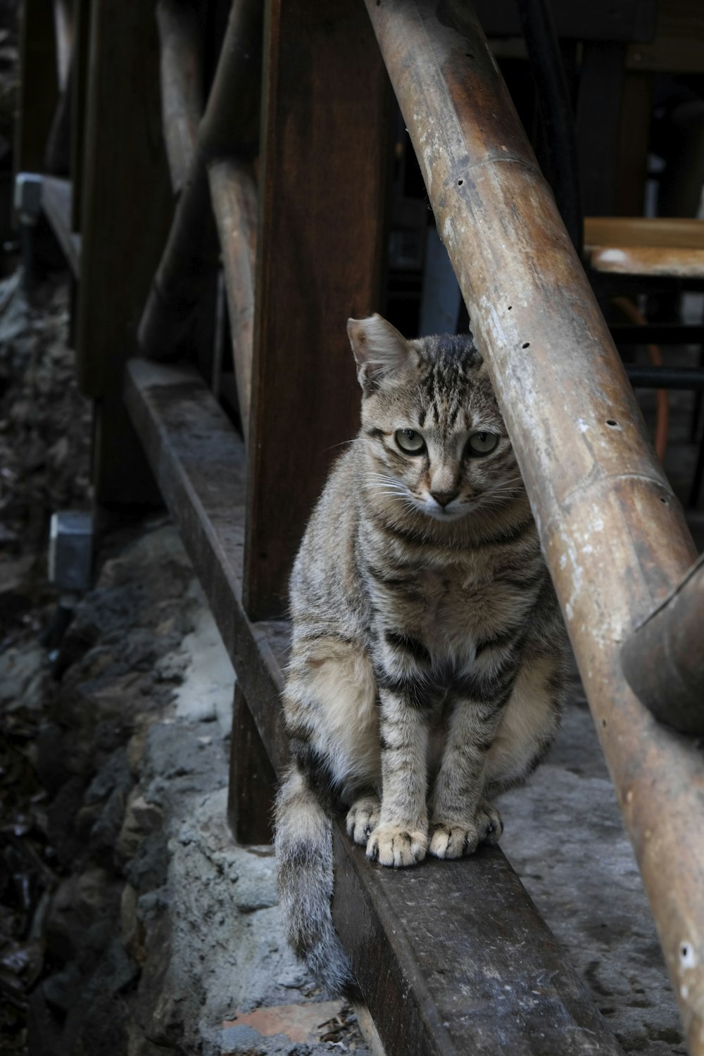 a cat is sitting on a wooden bench