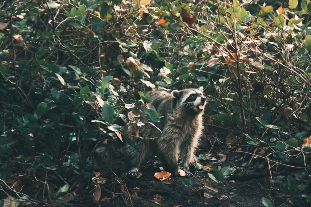 grauer Waschbär