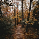 widening pathway center of yellow leaf trees