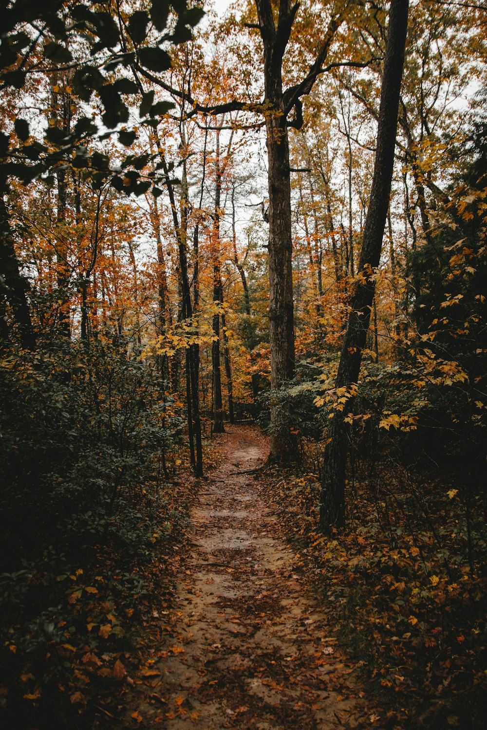 widening pathway center of yellow leaf trees