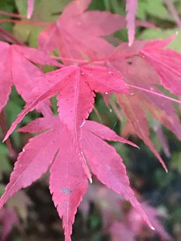 Close-up of a bonsai maple with fiery red leaves resting on a natural wood slab.