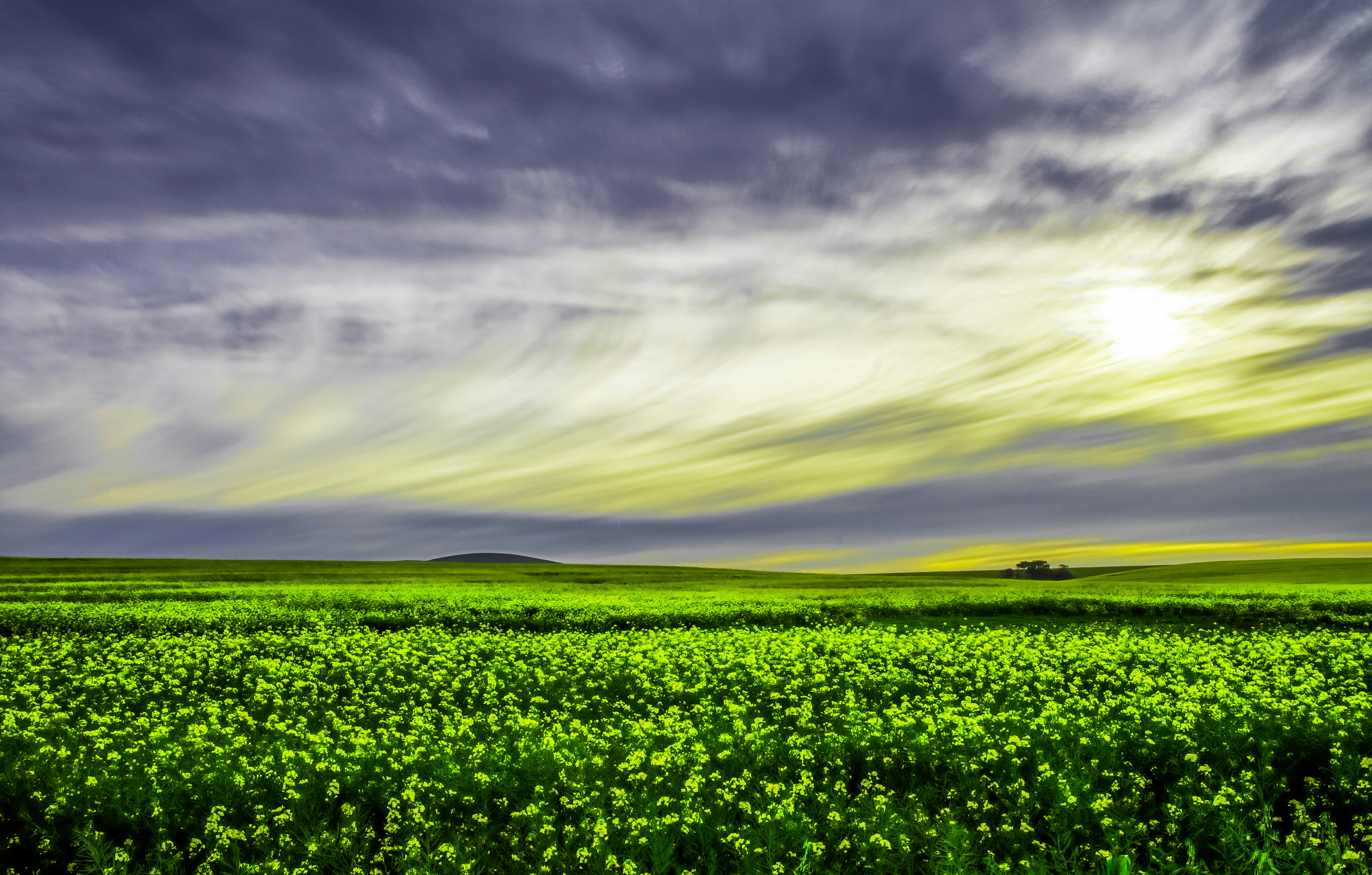 plantas de hojas verdes