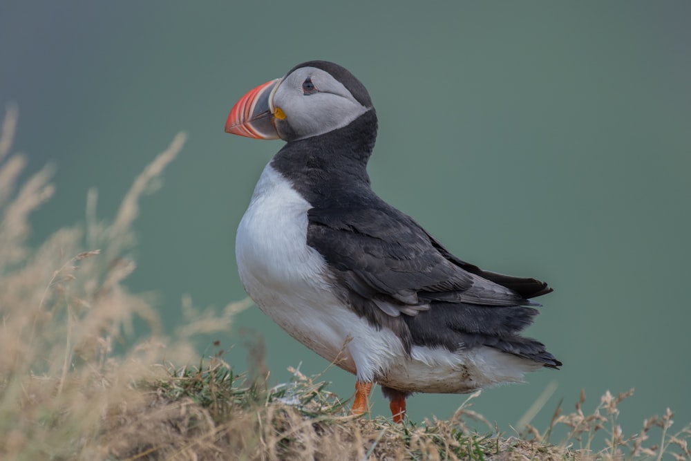 shallow focus photography of bird