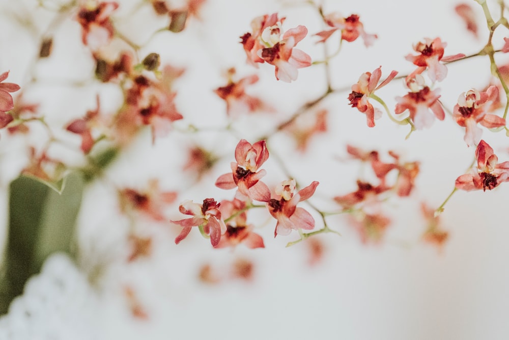 closeup photo of pink petaled flower