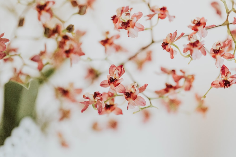 foto de closeup da flor de pétala rosa