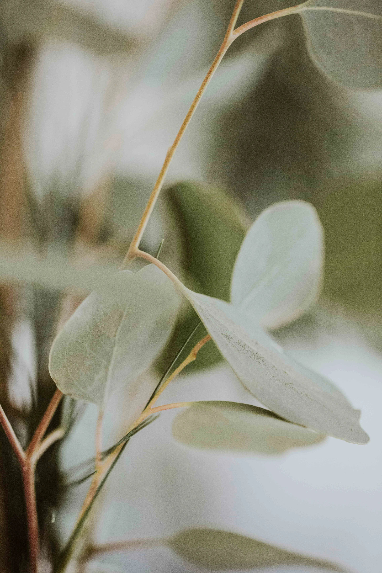 Eucalyptus leaves photographed up close in low evening light