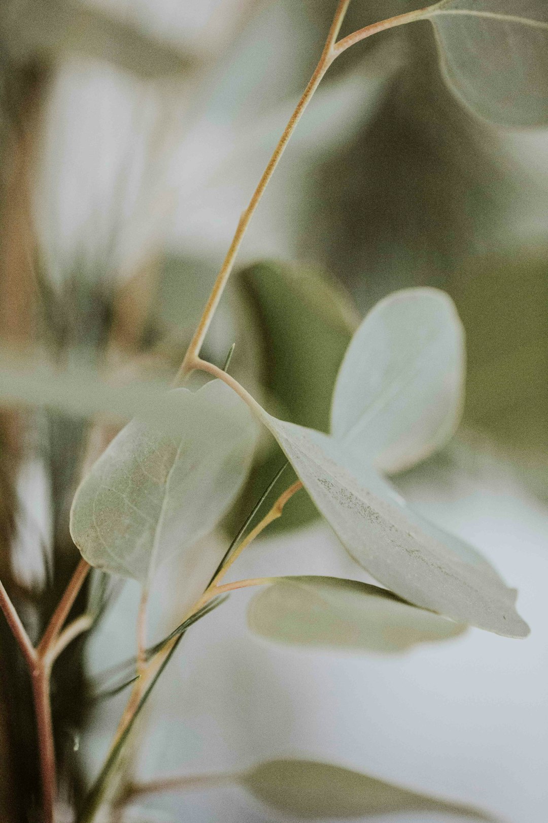 closeup of green leafed plant