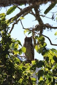 An owl is perched on a tree branch, surrounded by green leaves and dappled sunlight filtering through the foliage. The branches are covered with patches of moss, and the sky is visible in the background.