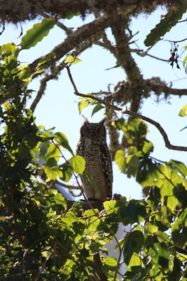 An owl is perched on a tree branch, surrounded by green leaves and dappled sunlight filtering through the foliage. The branches are covered with patches of moss, and the sky is visible in the background.
