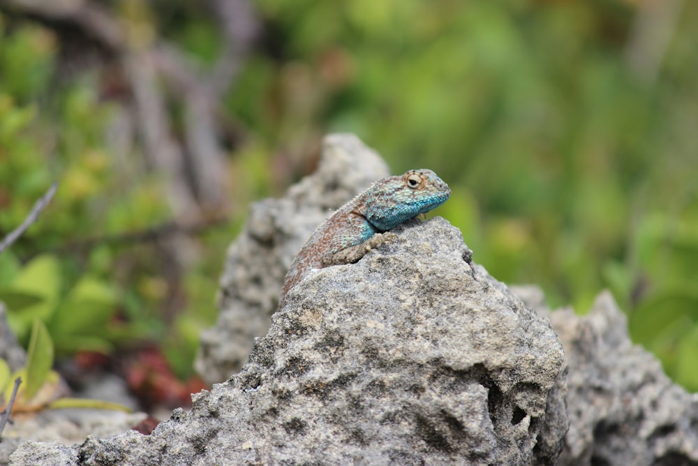 a small lizard is sitting on a rock