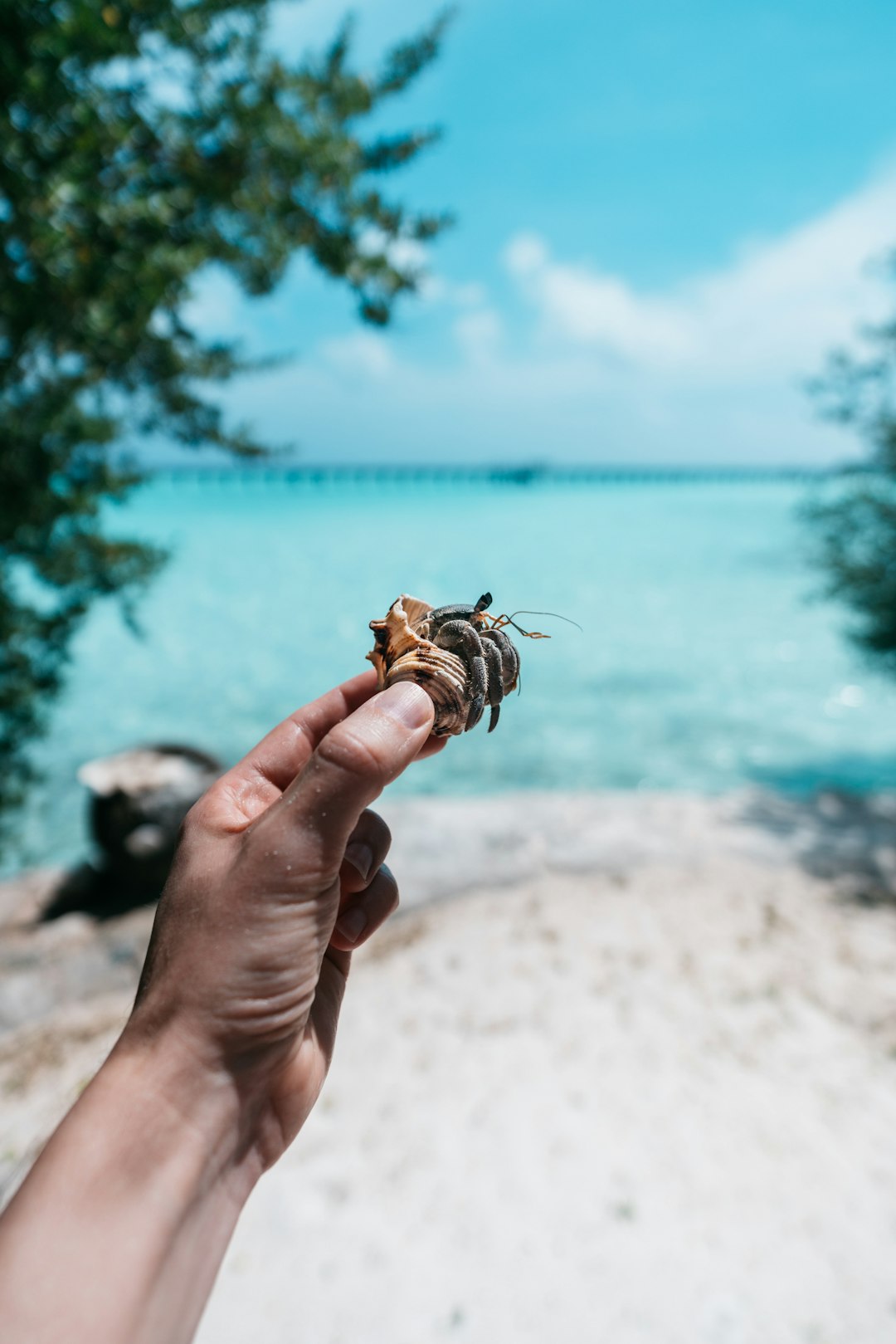 person holding hermit