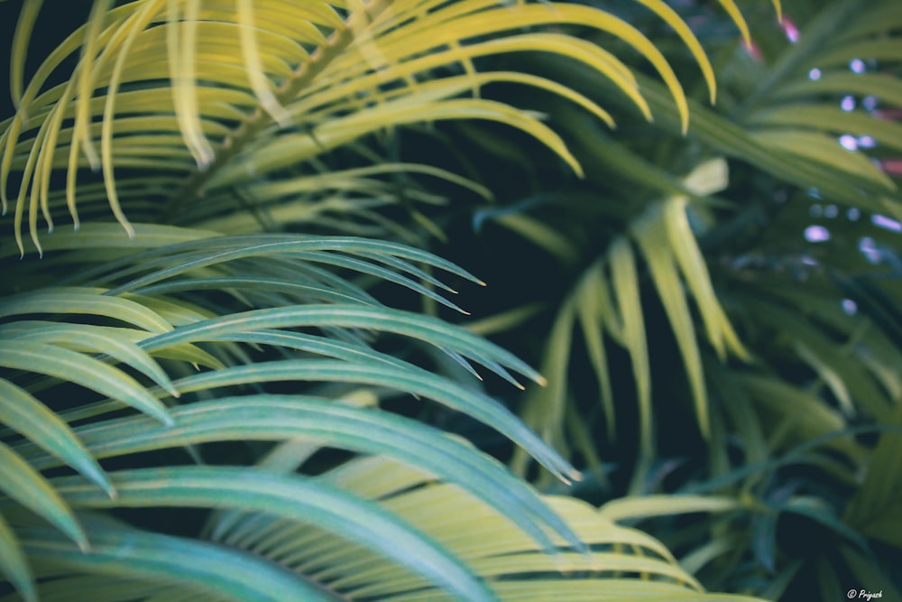 shallow focus photography of green leafed tree