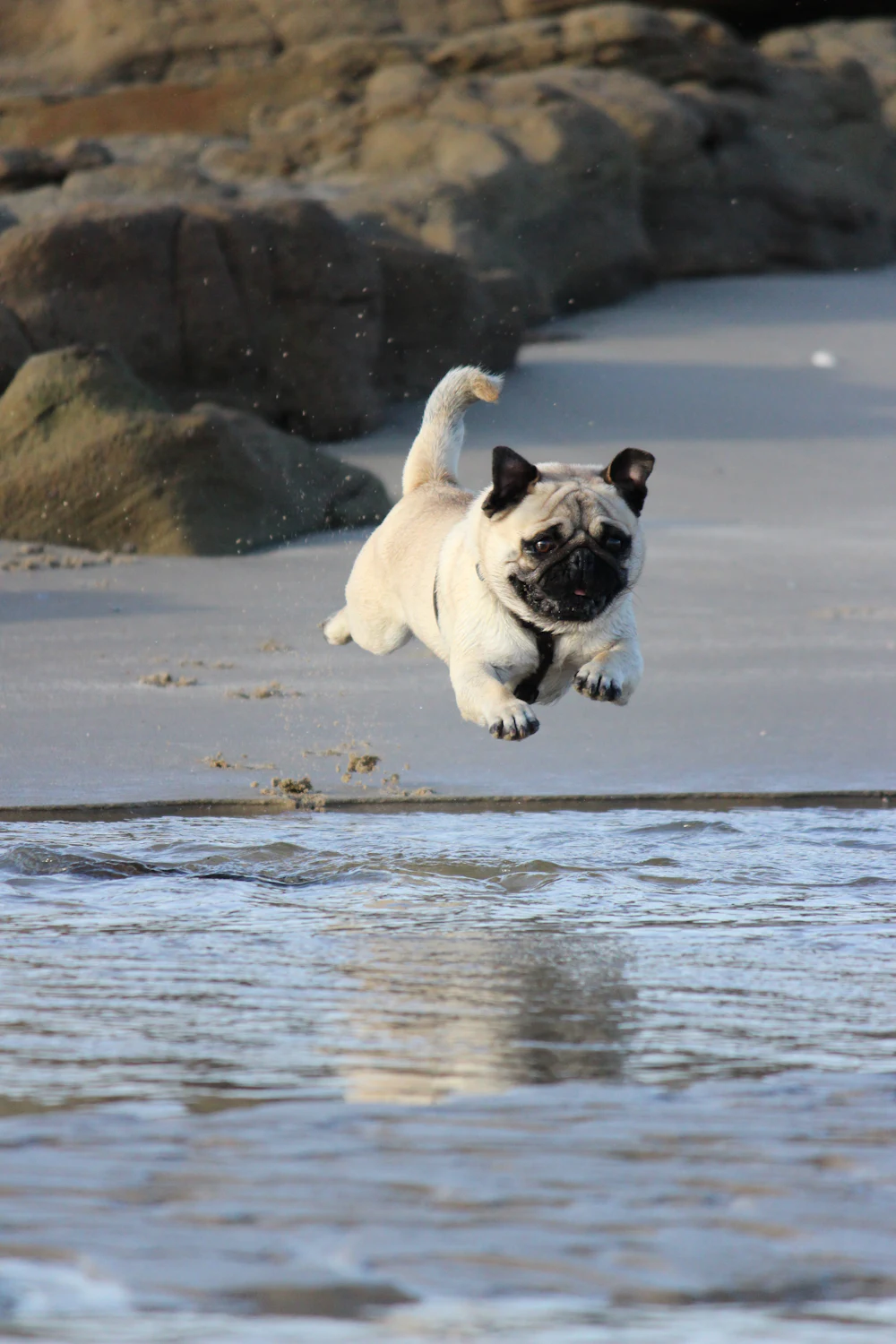 Pug, photo 4