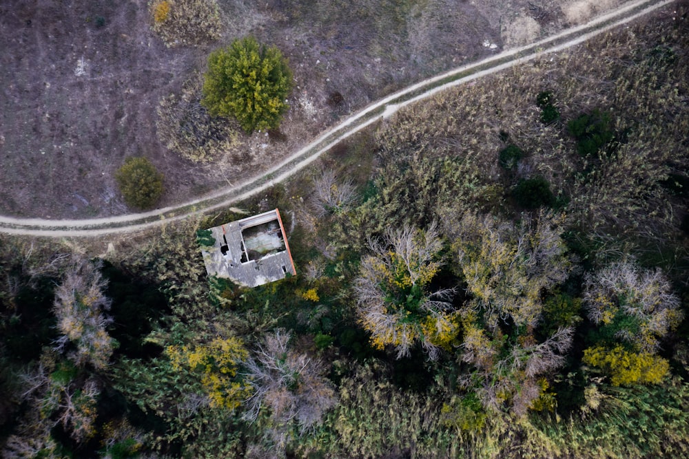 aerial view of green trees