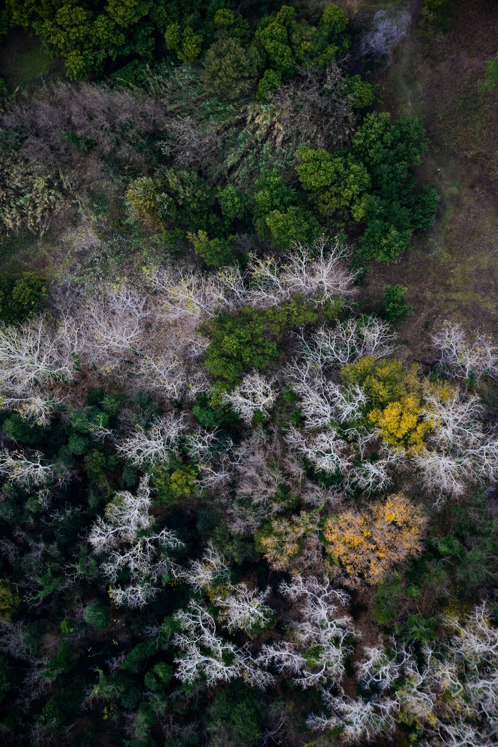 Nikon D5300 + Tamron SP AF 17-50mm F2.8 XR Di II VC LD Aspherical (IF) sample photo. Top view of trees photography