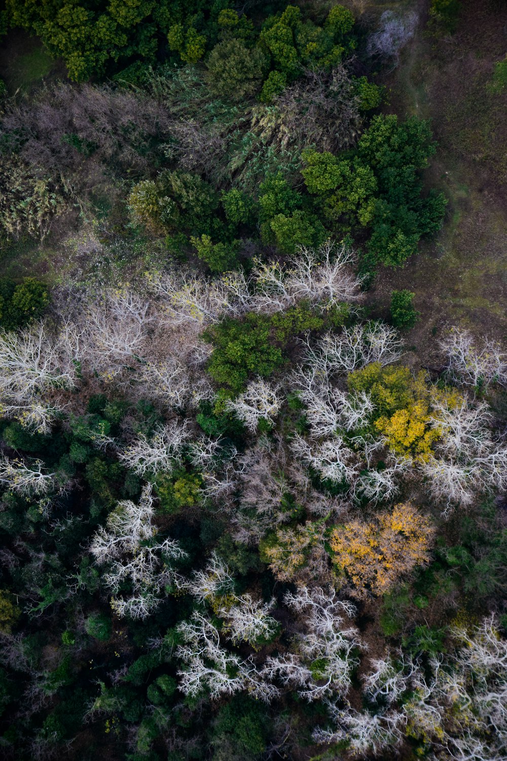 top view of trees