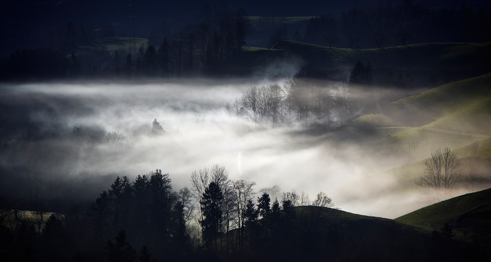 silhouette of trees covered in fog during nighttime