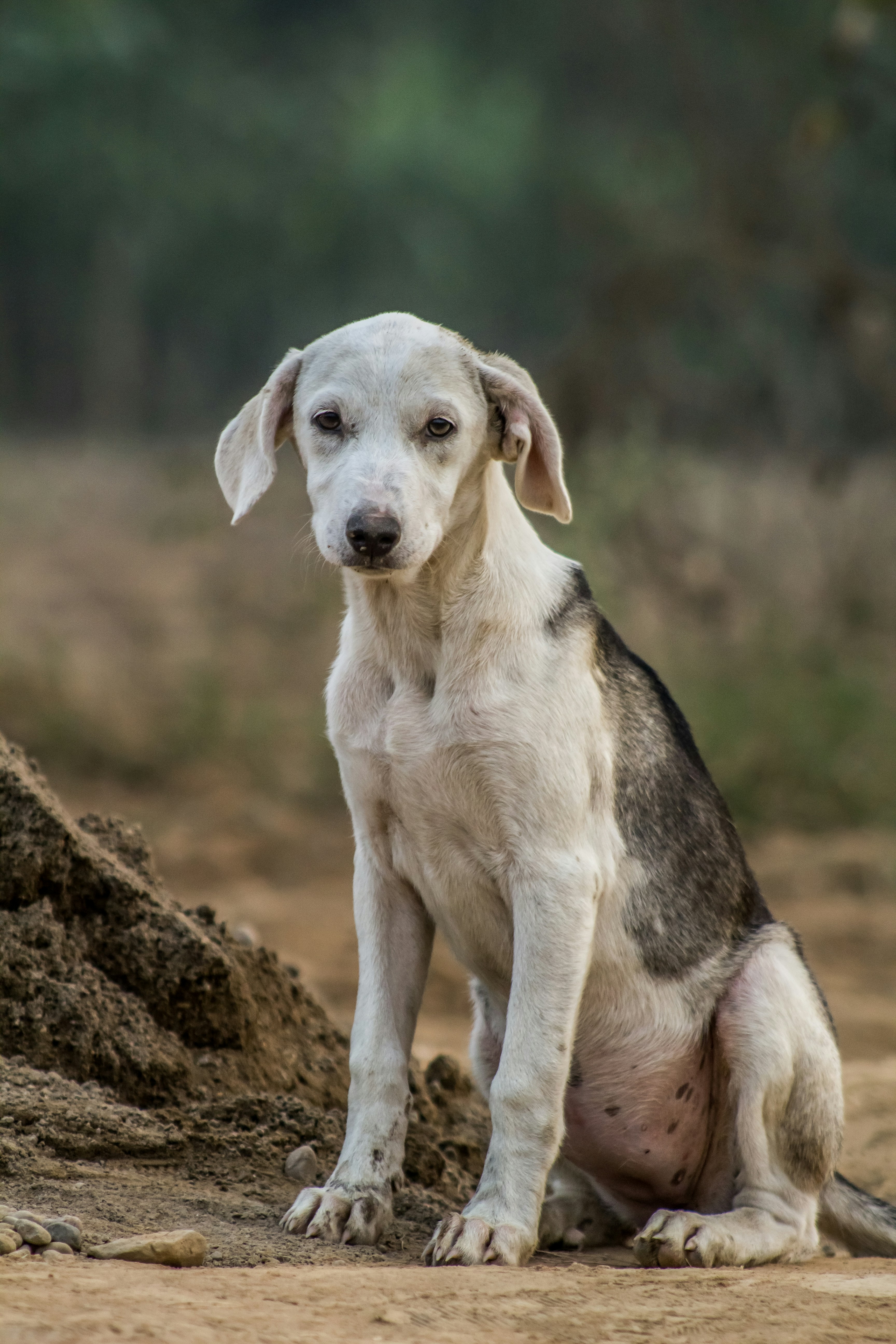 black and white mountain cur