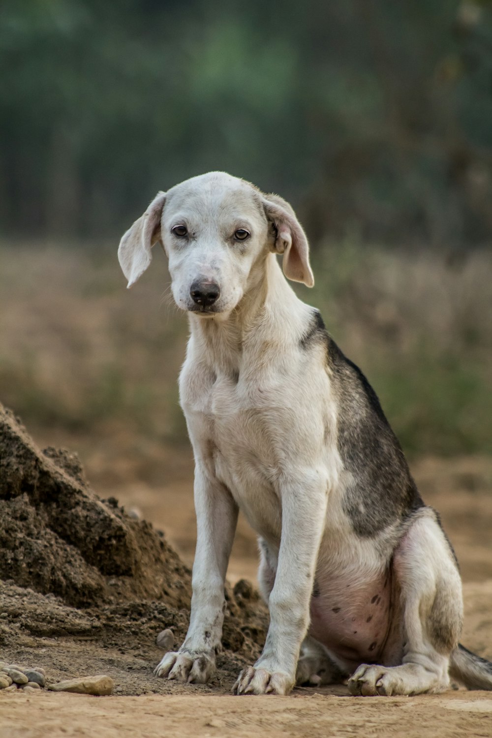 white and black mountain cur puppy