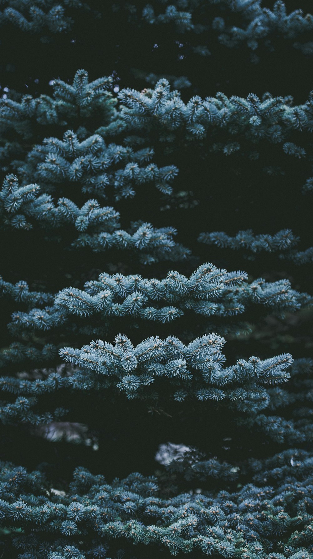 green leafed tree