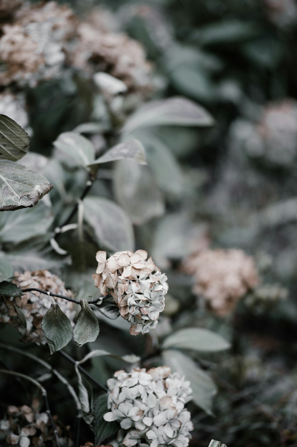 white flowers