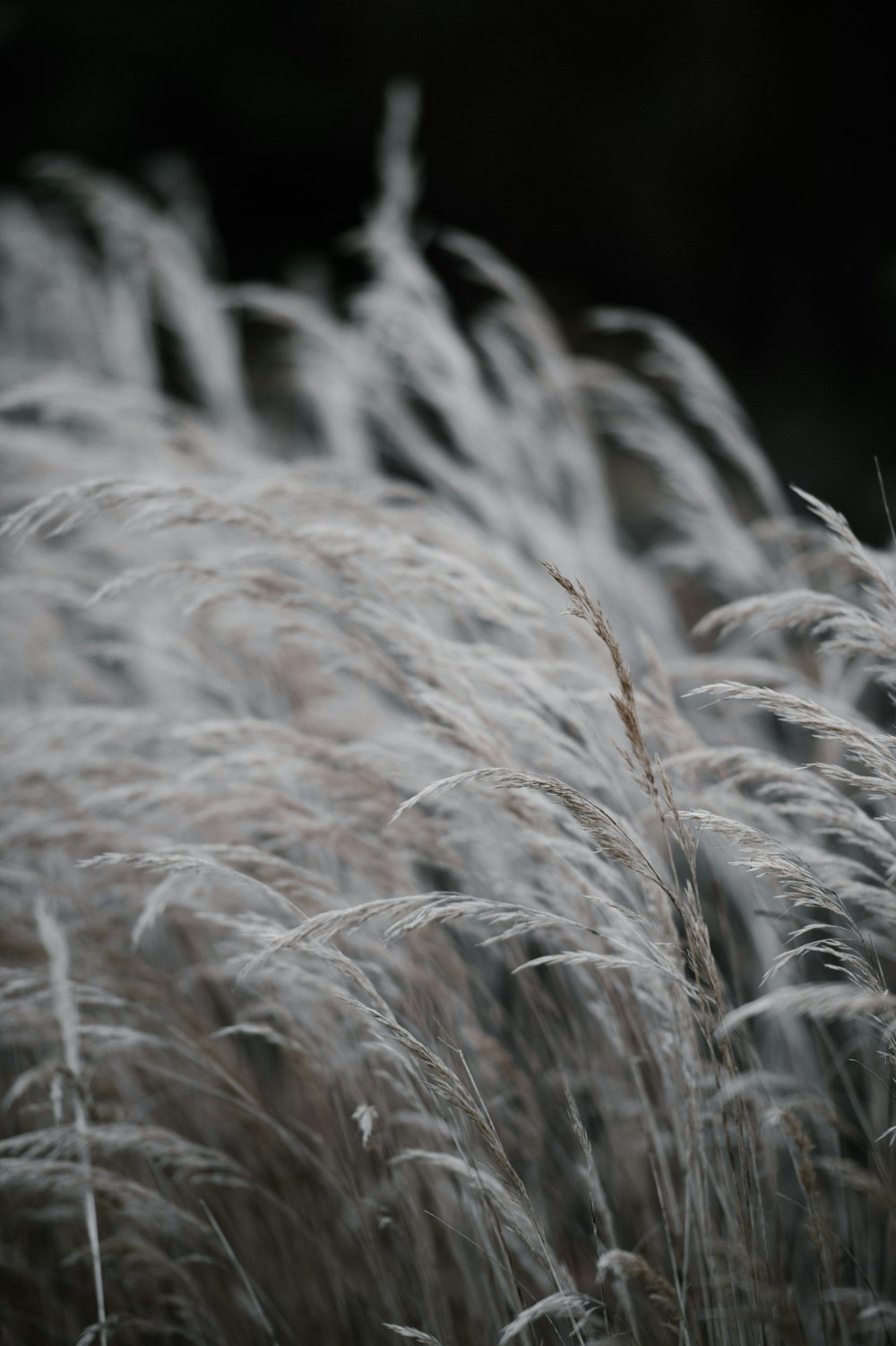 white wheat flowers