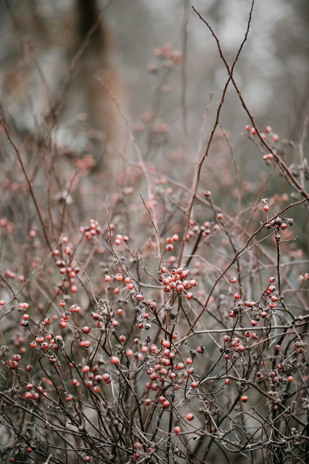 selective focus photo of tree