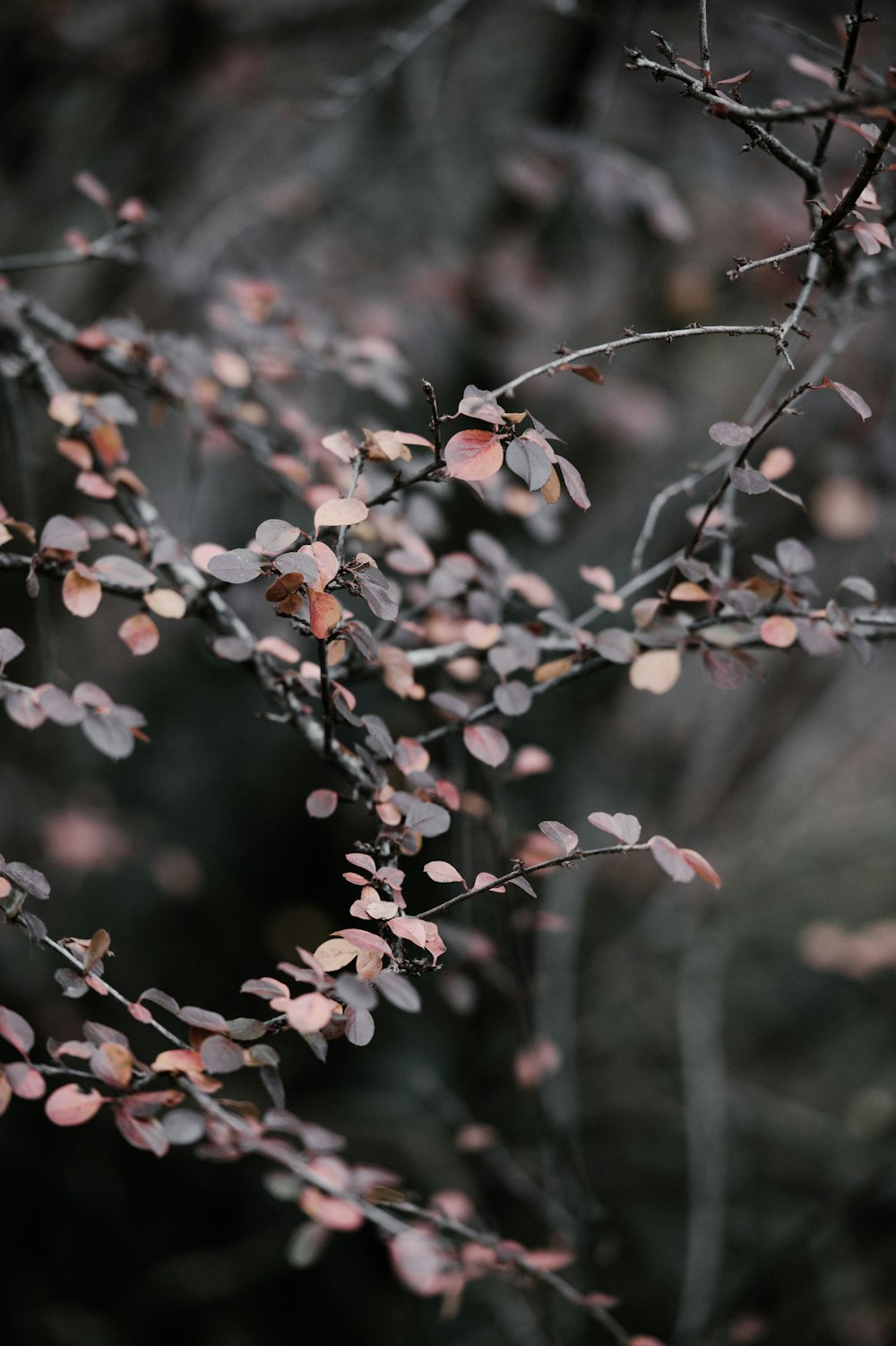 shallow photography of plants