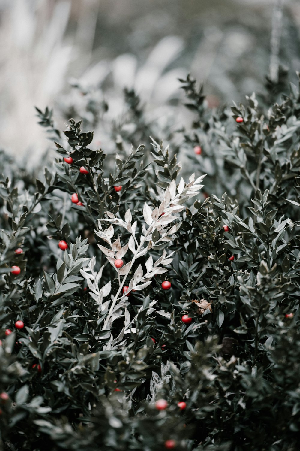 macro photography of green plants